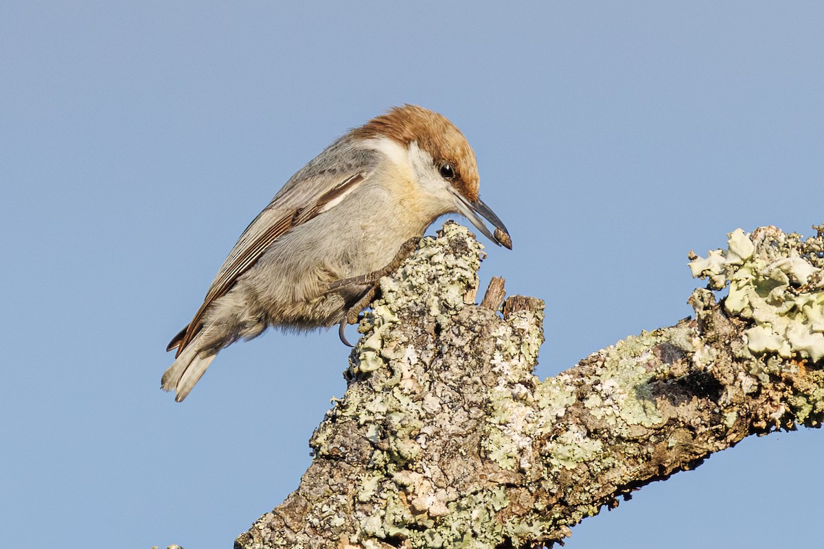 Sittelle à tête brune - ML645617034