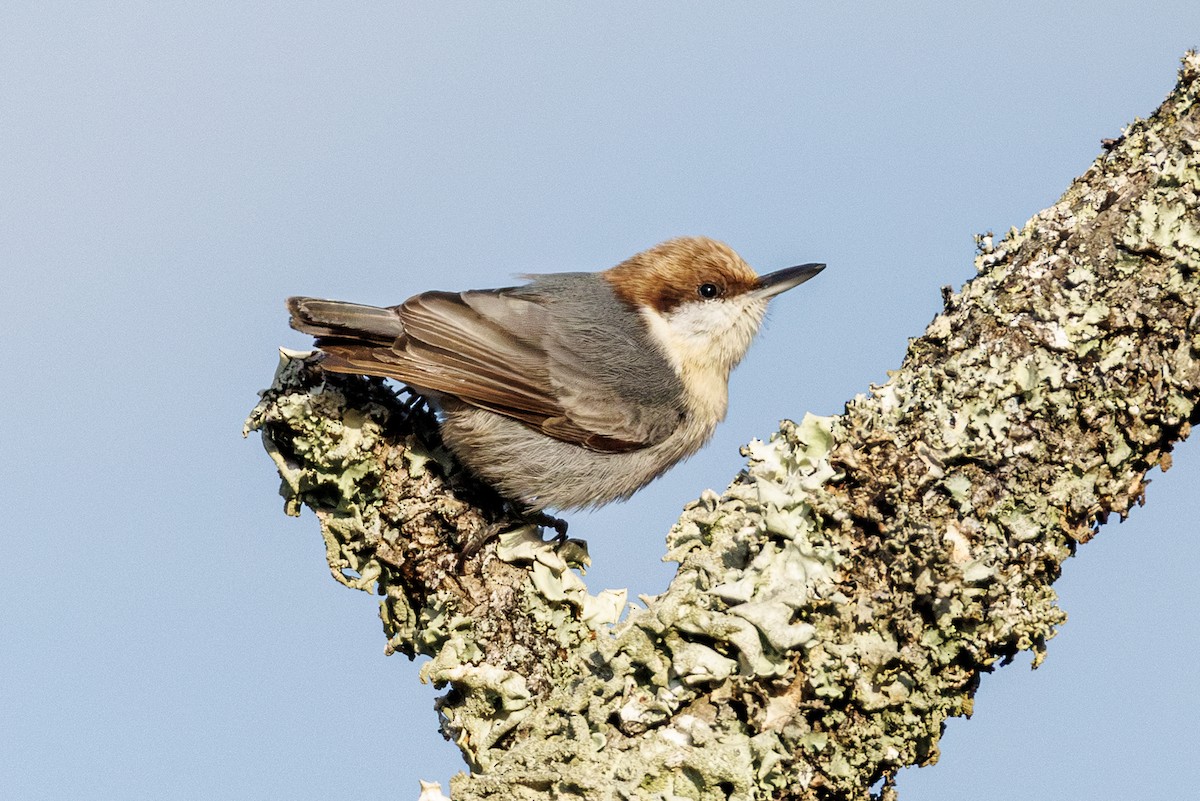 Sittelle à tête brune - ML645617035