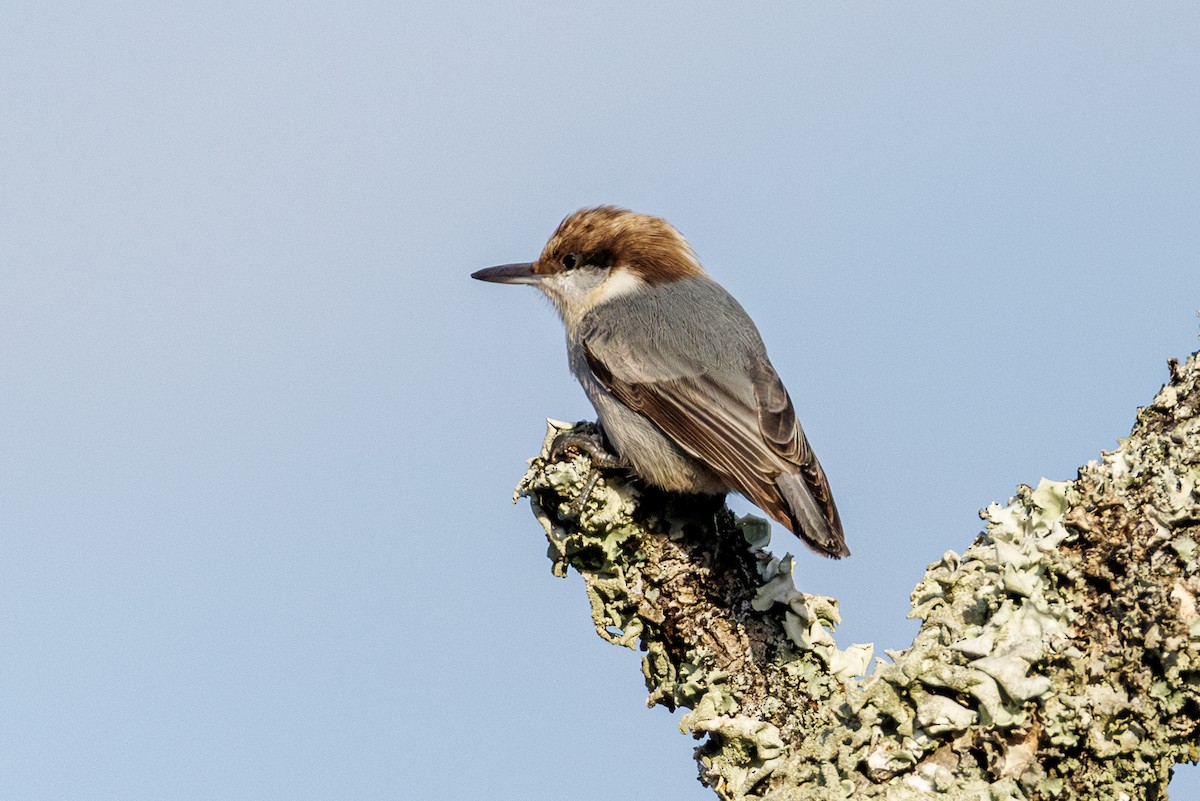 Sittelle à tête brune - ML645617036