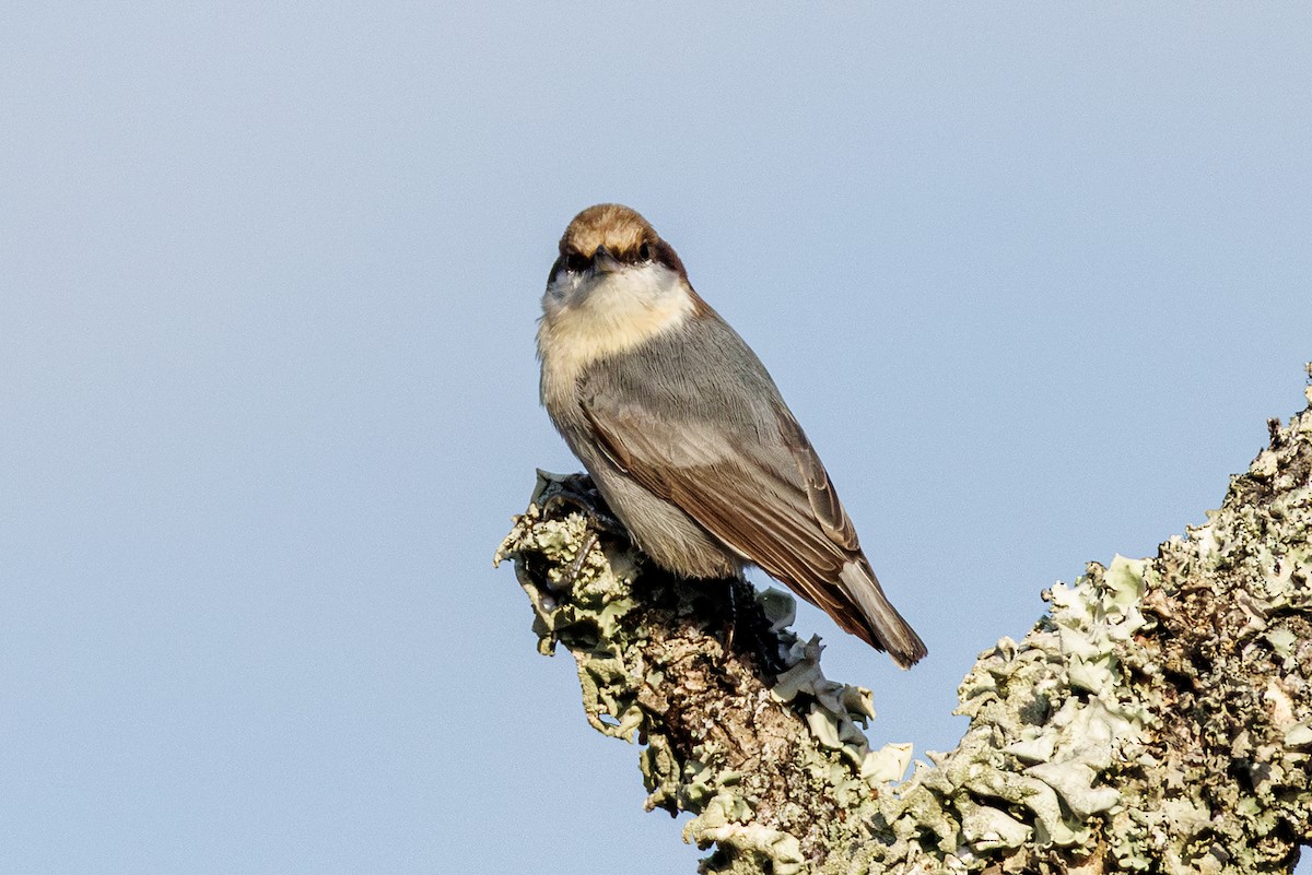Sittelle à tête brune - ML645617037