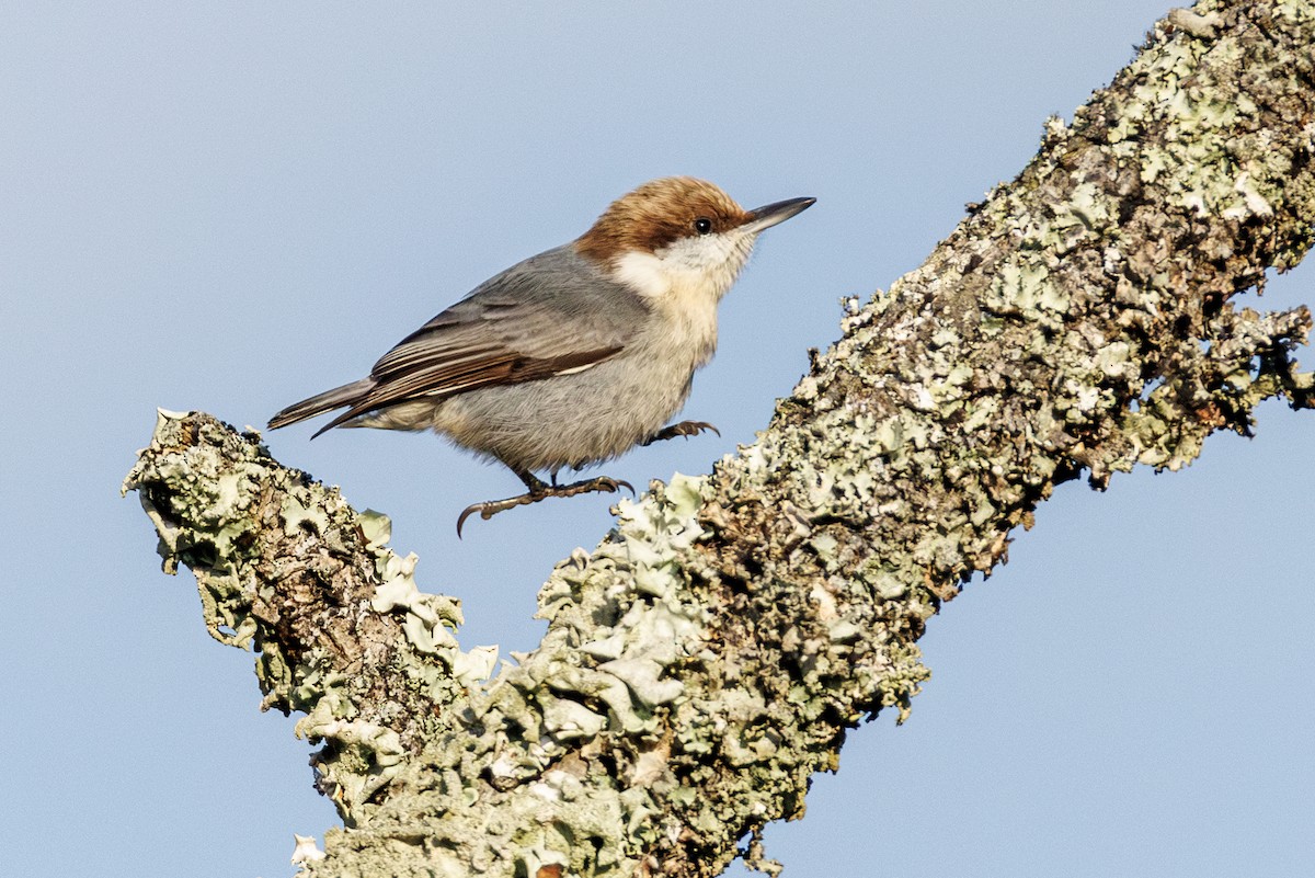 Sittelle à tête brune - ML645617038
