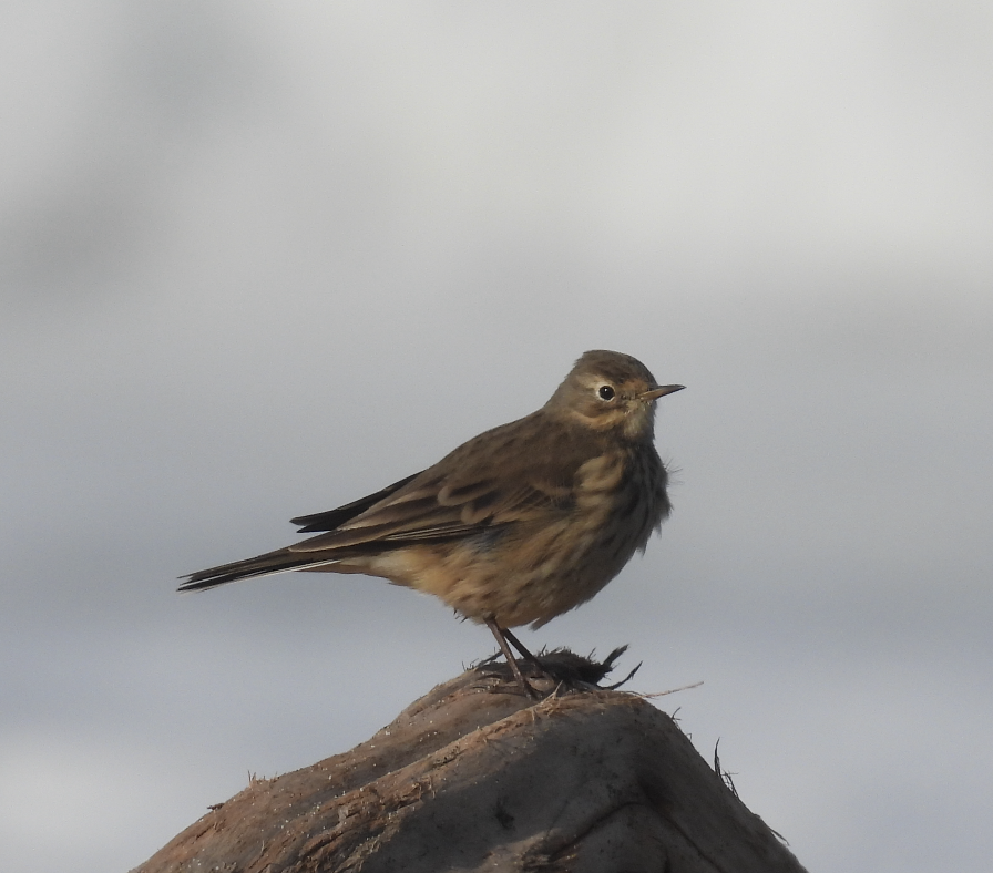 American Pipit - ML645617046