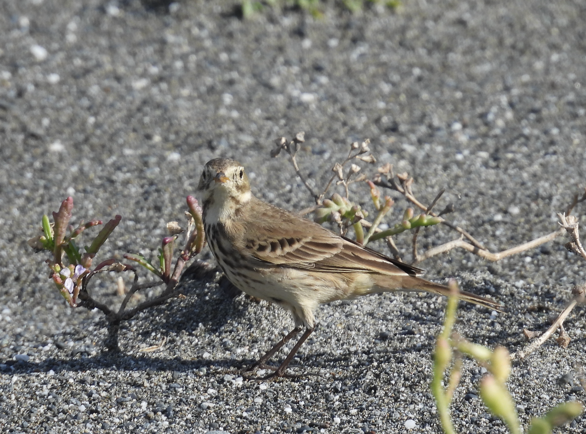 American Pipit - ML645617047