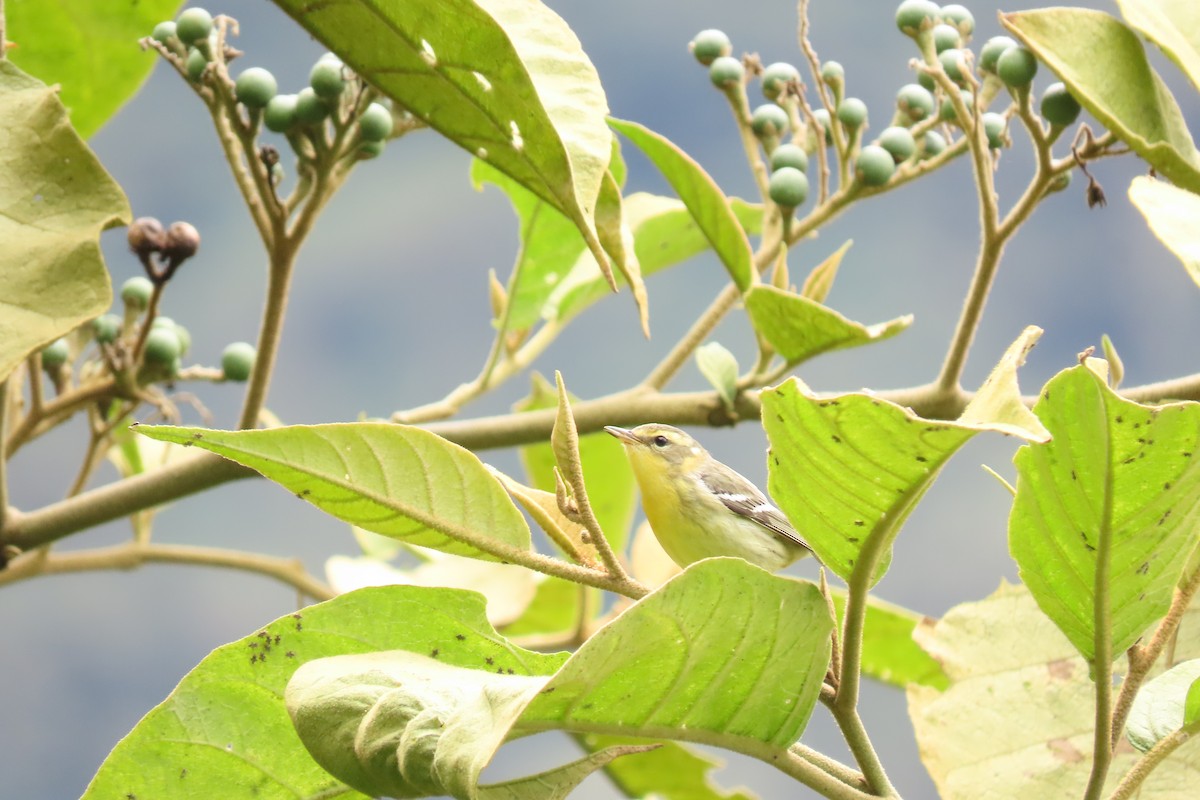 Reinita Gorjinaranja - ML645617052