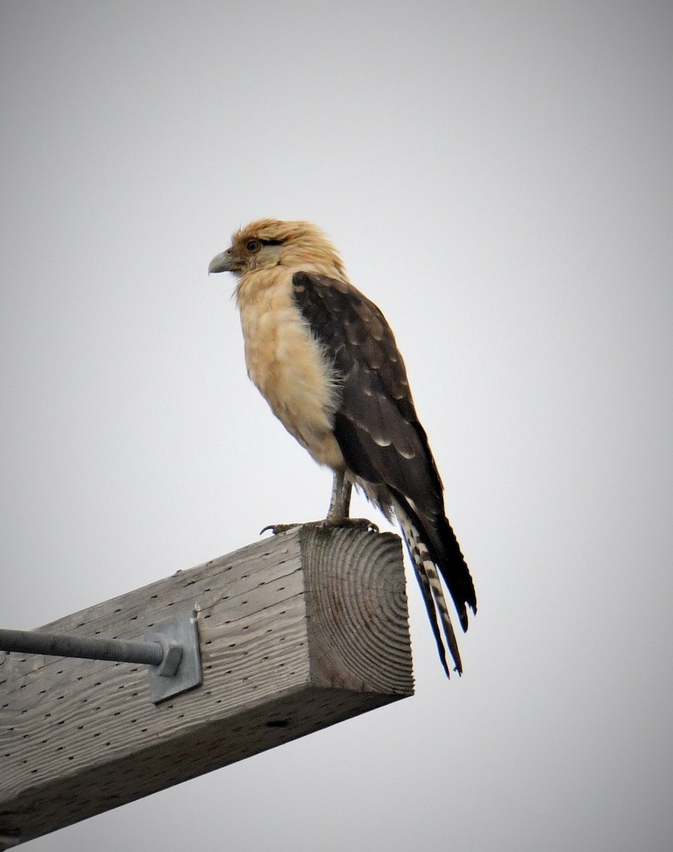 Yellow-headed Caracara - ML645617053