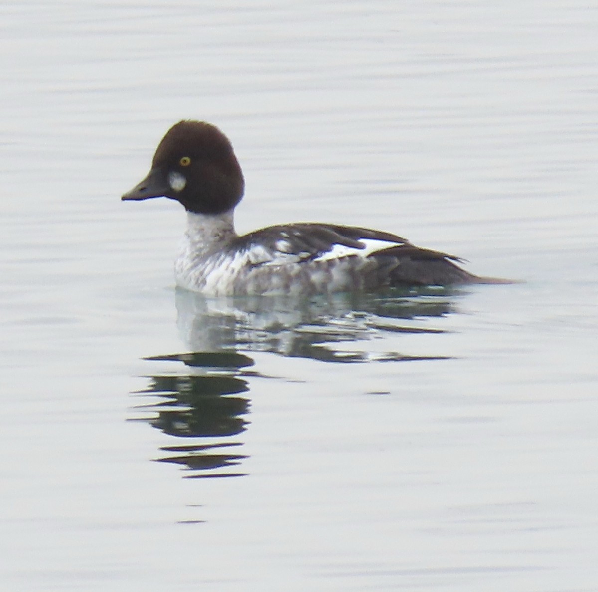 Common Goldeneye - ML645617057