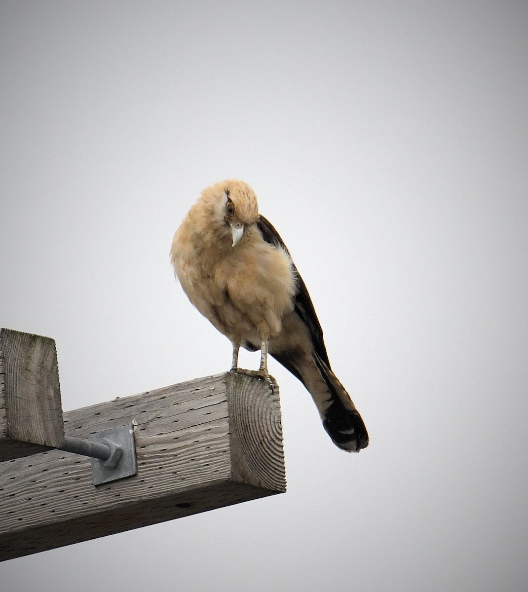 Yellow-headed Caracara - ML645617061