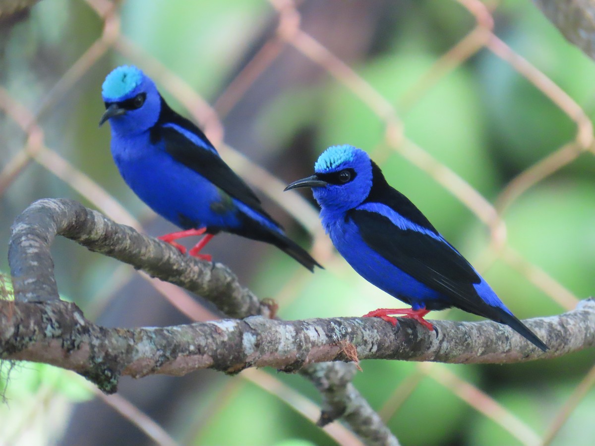 Красноногий саи - ML645617066