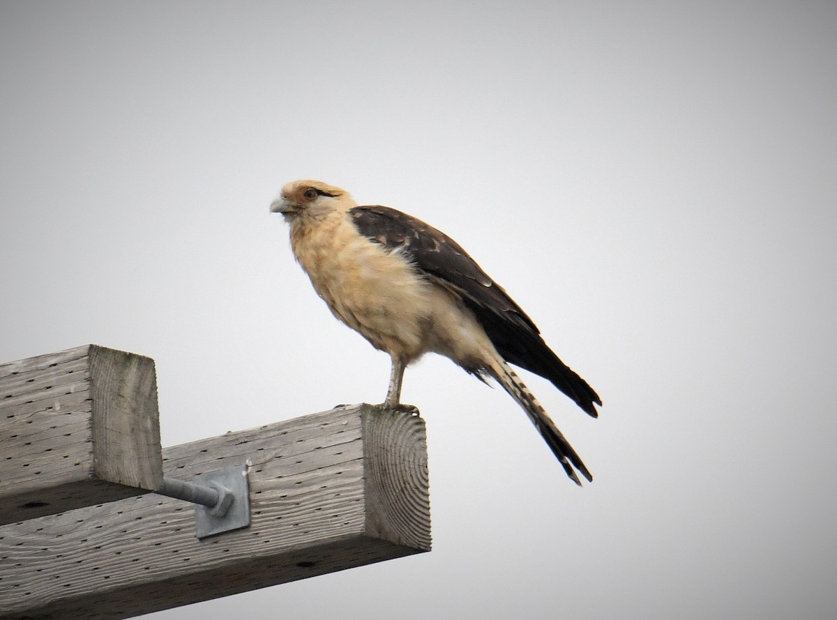 Yellow-headed Caracara - ML645617069