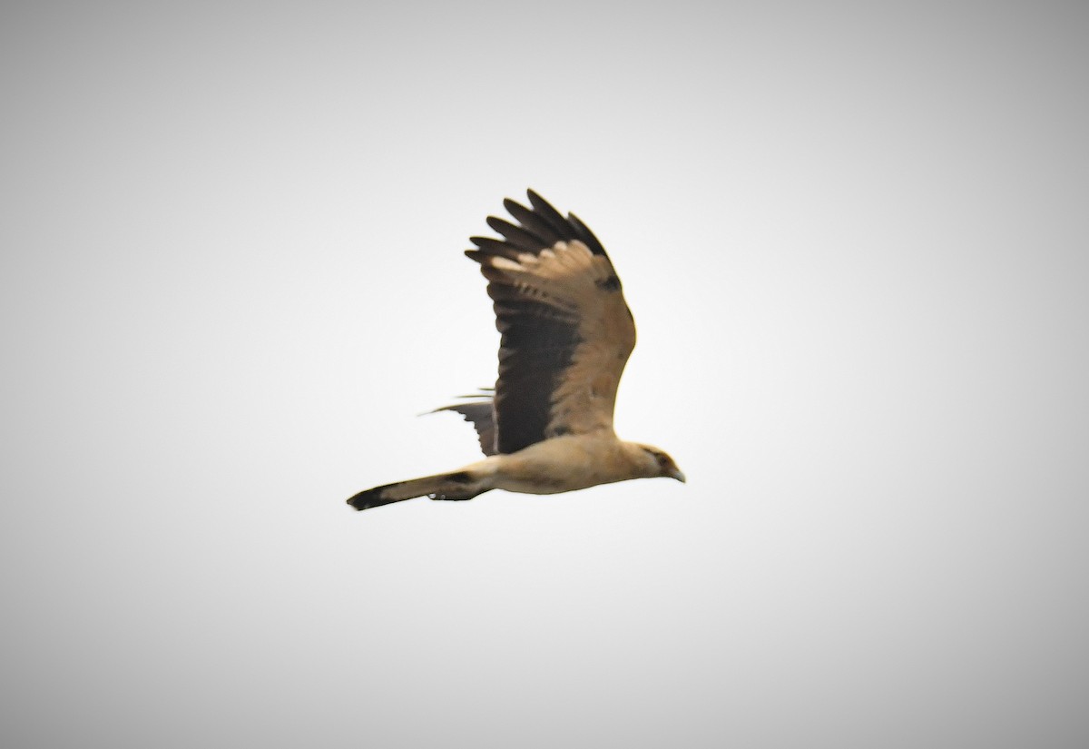 Yellow-headed Caracara - ML645617101