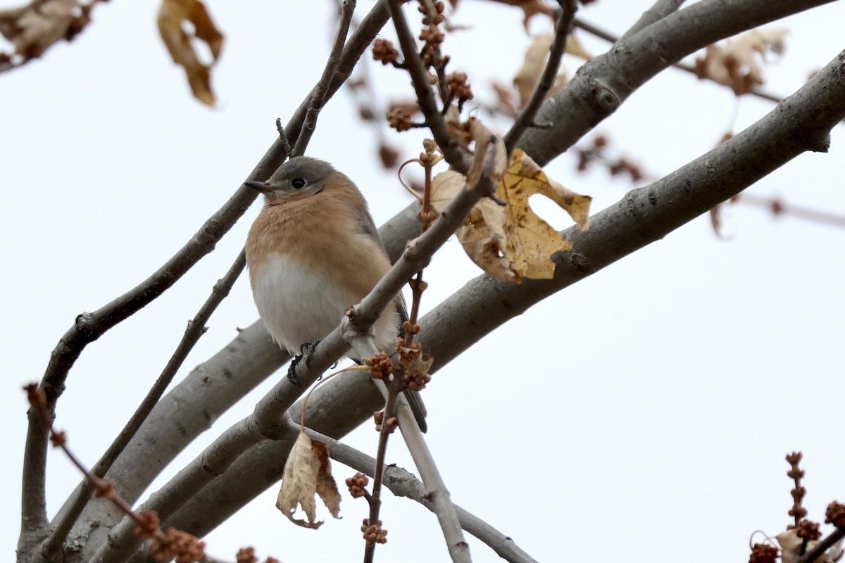 Eastern Bluebird - ML645617106