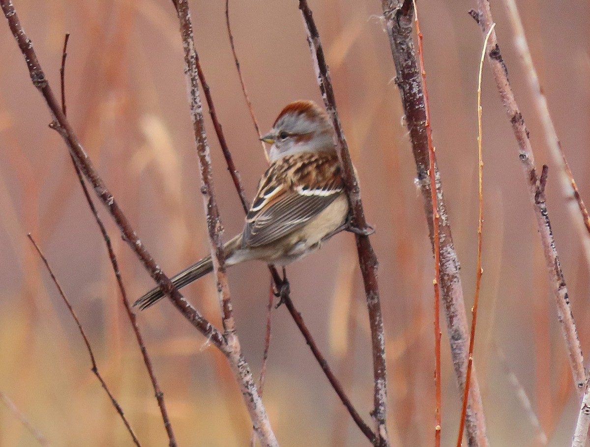 American Tree Sparrow - ML645617107