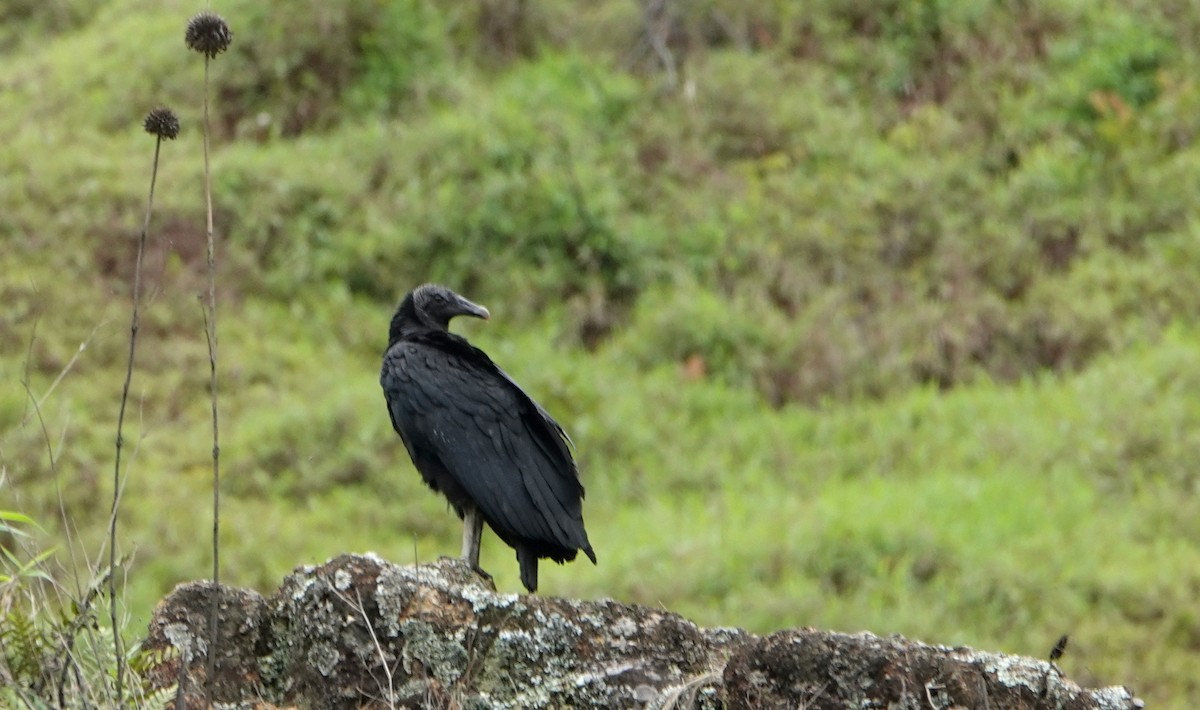 Black Vulture - ML645617108