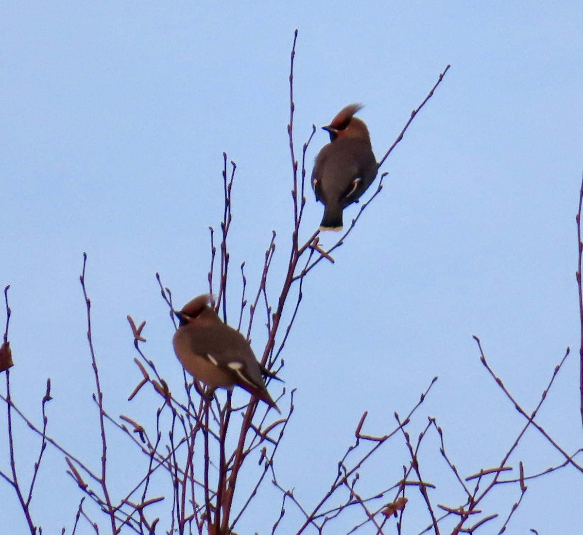 Buztanori boreala - ML645617111