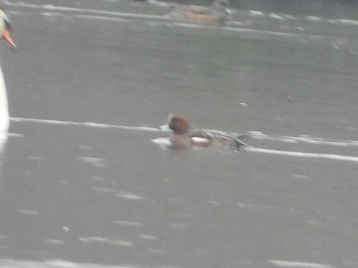 Eurasian Wigeon - ML645617112