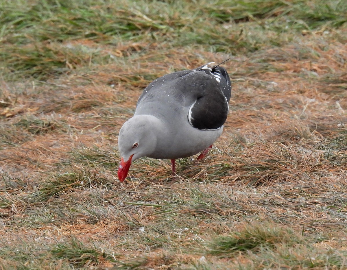 Dolphin Gull - ML645617121