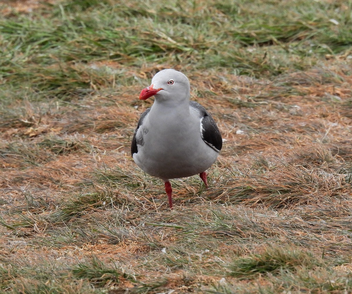 Dolphin Gull - ML645617122