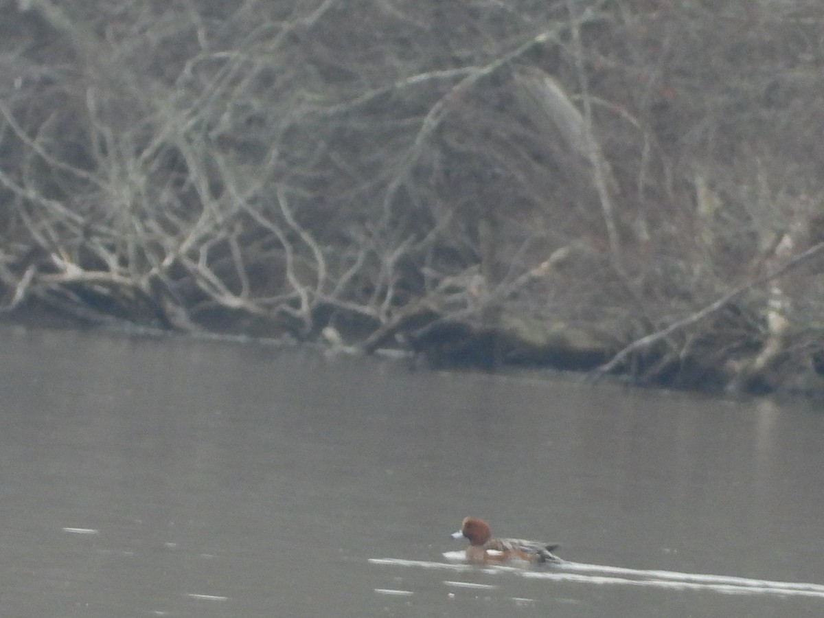 Eurasian Wigeon - ML645617134
