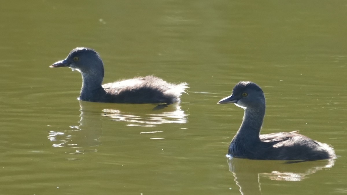 Least Grebe - ML645617136
