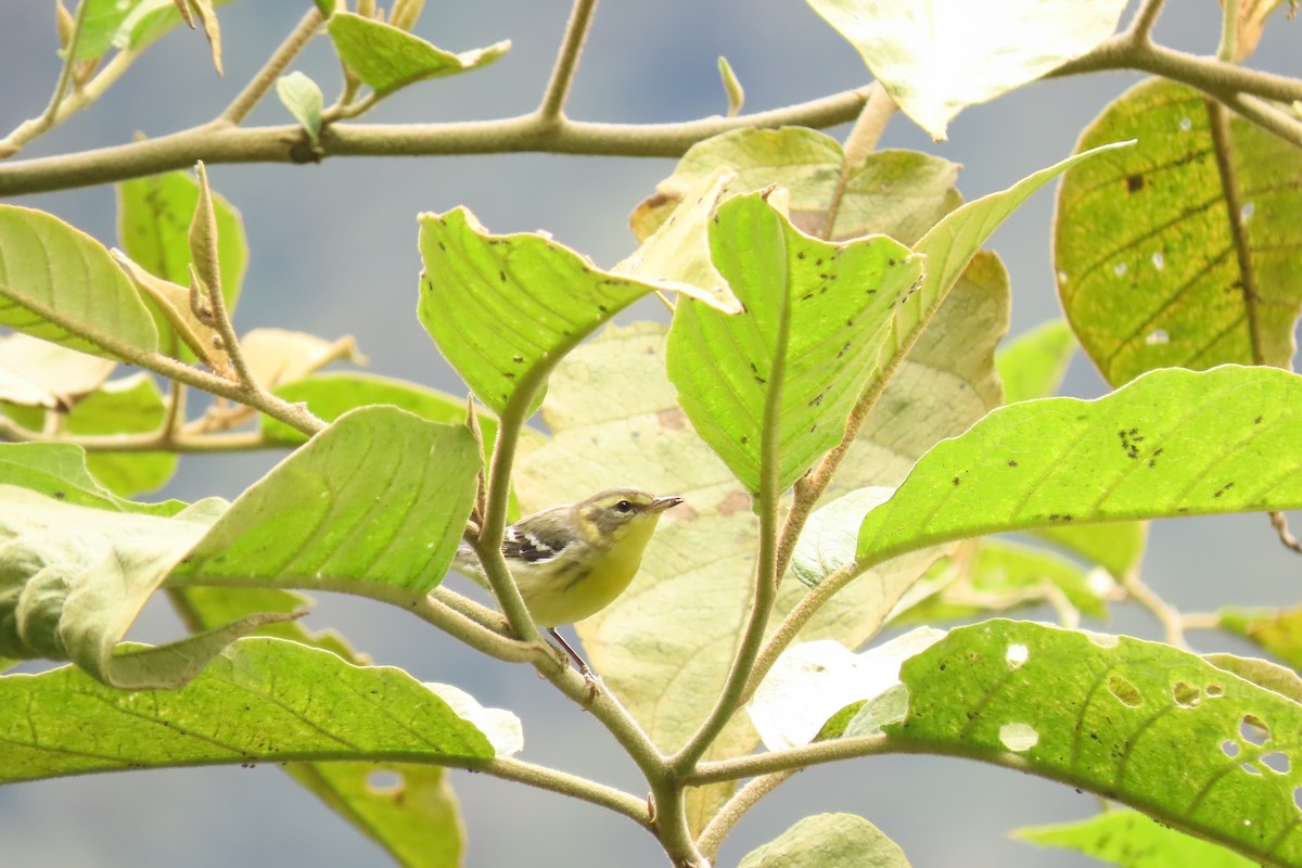 Reinita Gorjinaranja - ML645617140