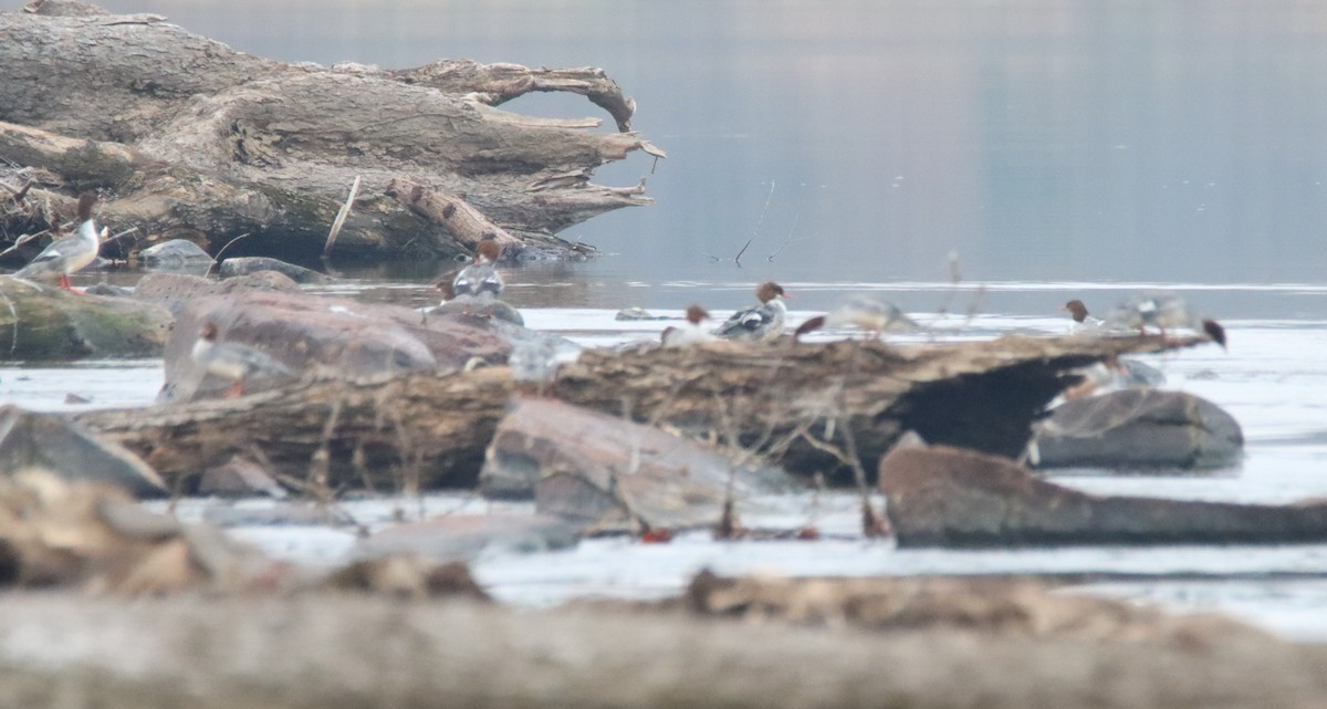 Common Merganser - ML645617149