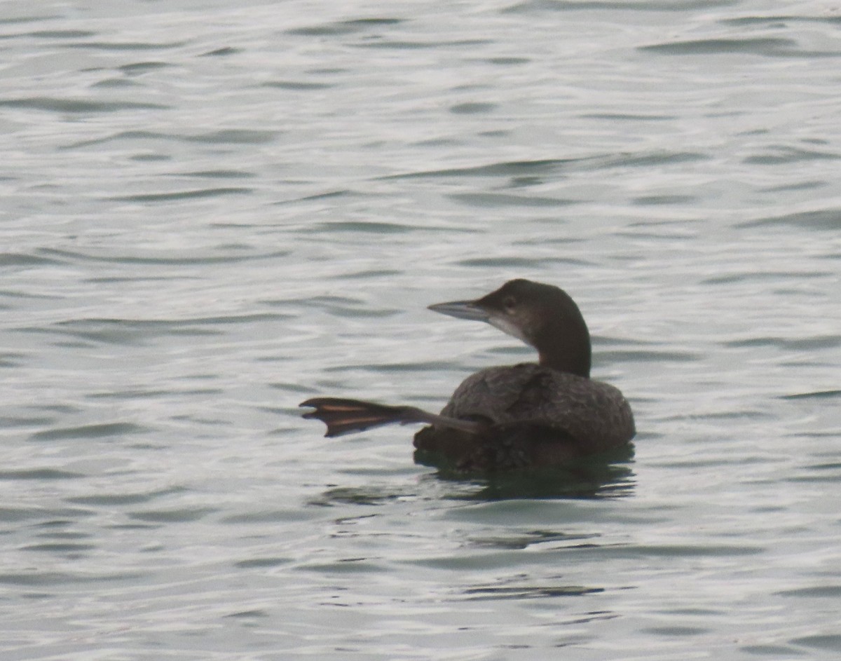 Common Loon - ML645617160