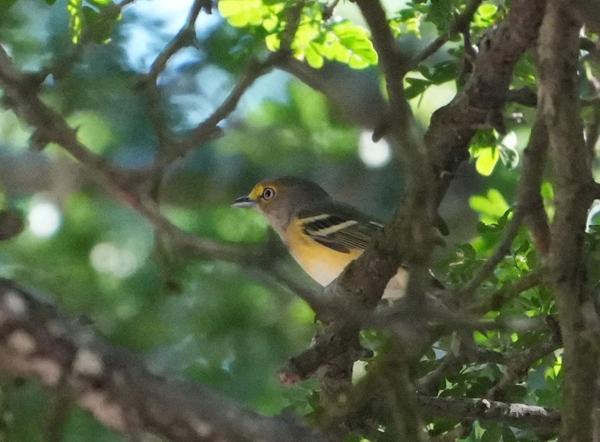 ויראו לבן-עין - ML645617167