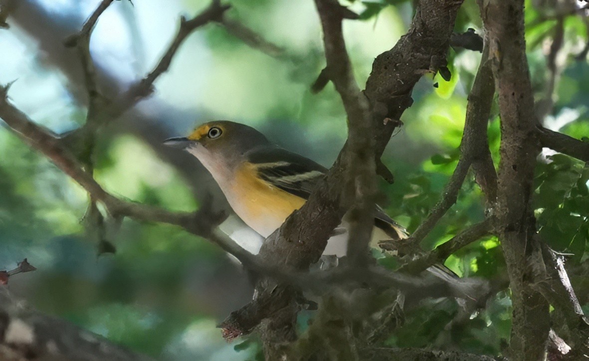 ויראו לבן-עין - ML645617168