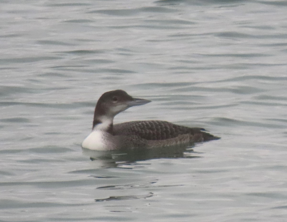 Common Loon - ML645617169