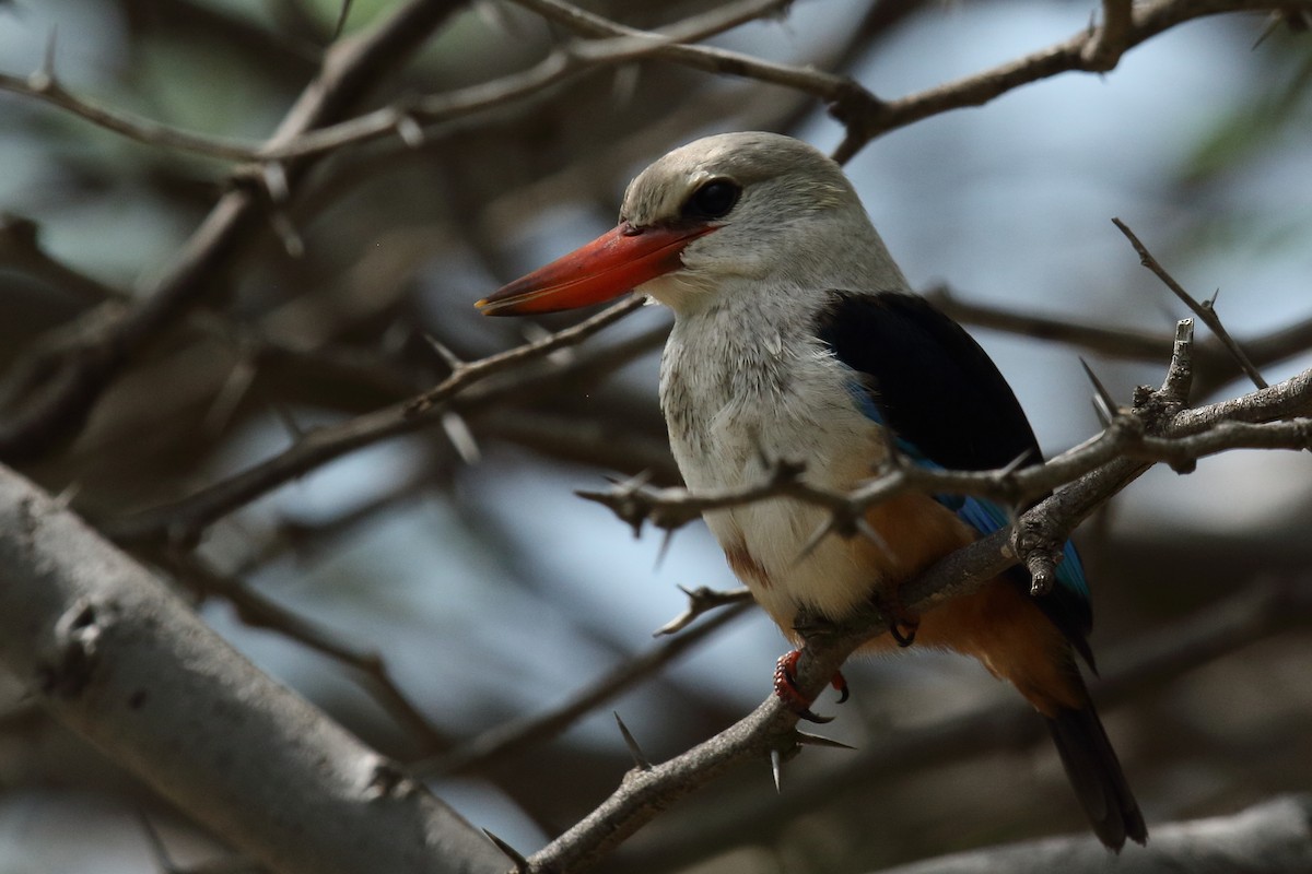 Martin-chasseur à tête grise - ML645617170