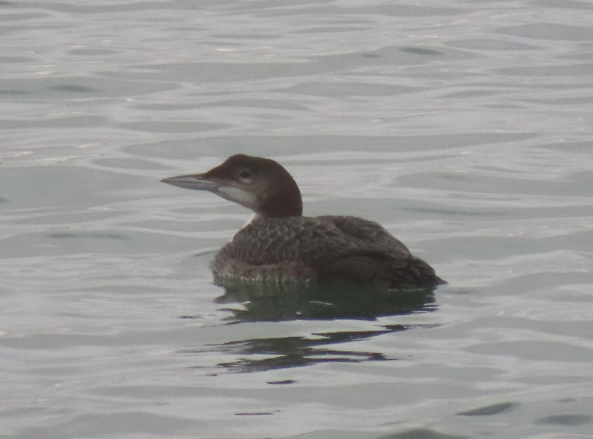 Common Loon - ML645617184