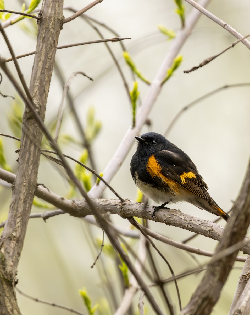 American Redstart - ML645617187