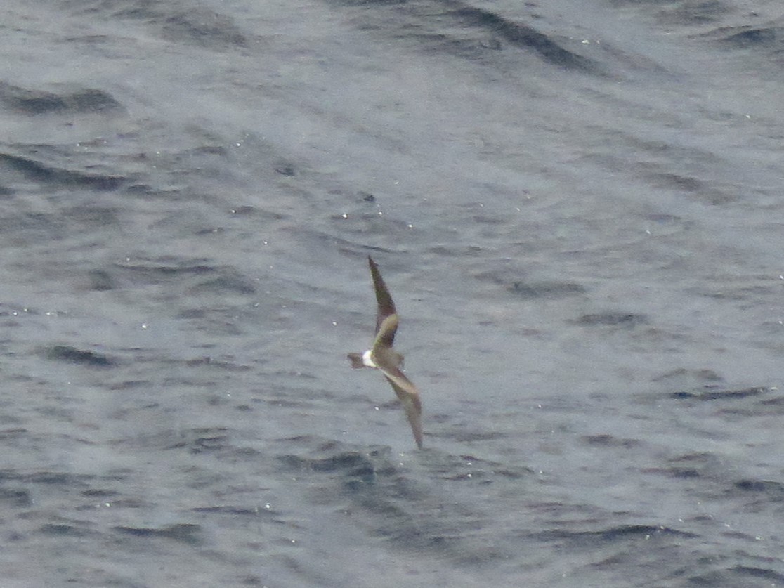 Leach's Storm-Petrel - ML645617200