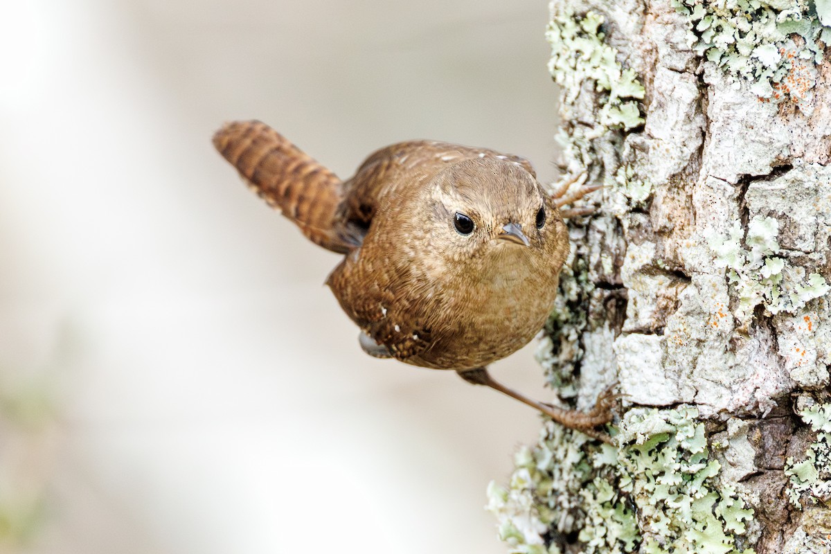 Winter Wren - ML645617202
