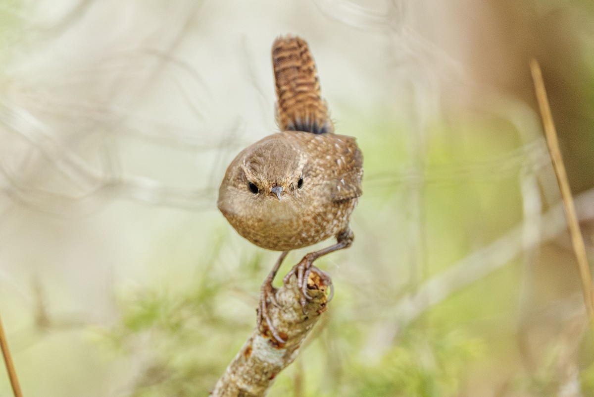 Winter Wren - ML645617203