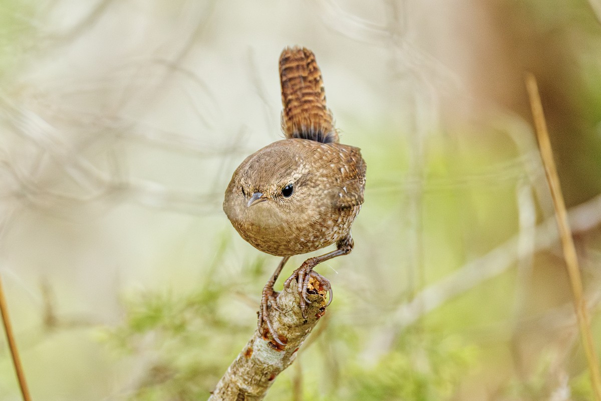 Winter Wren - ML645617204