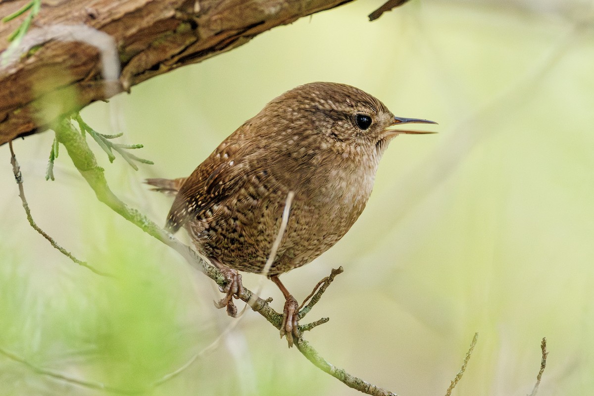 Winter Wren - ML645617205