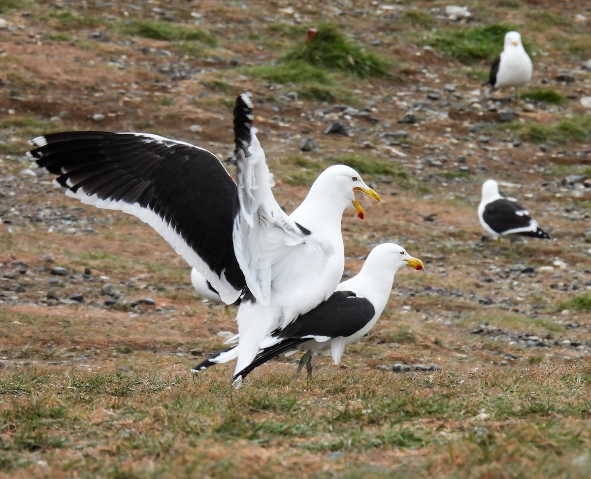 ミナミオオセグロカモメ - ML645617206