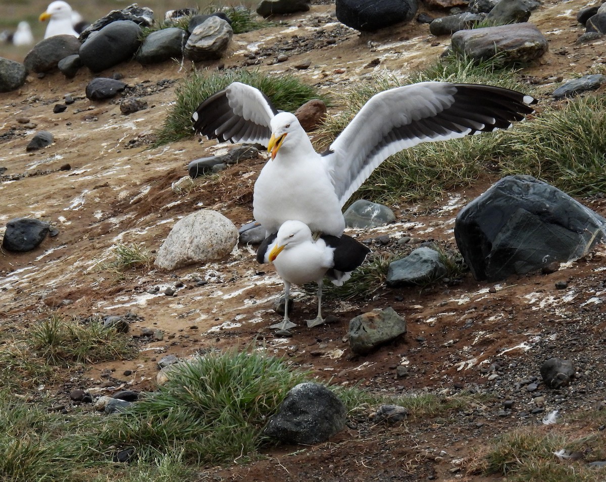 ミナミオオセグロカモメ - ML645617207