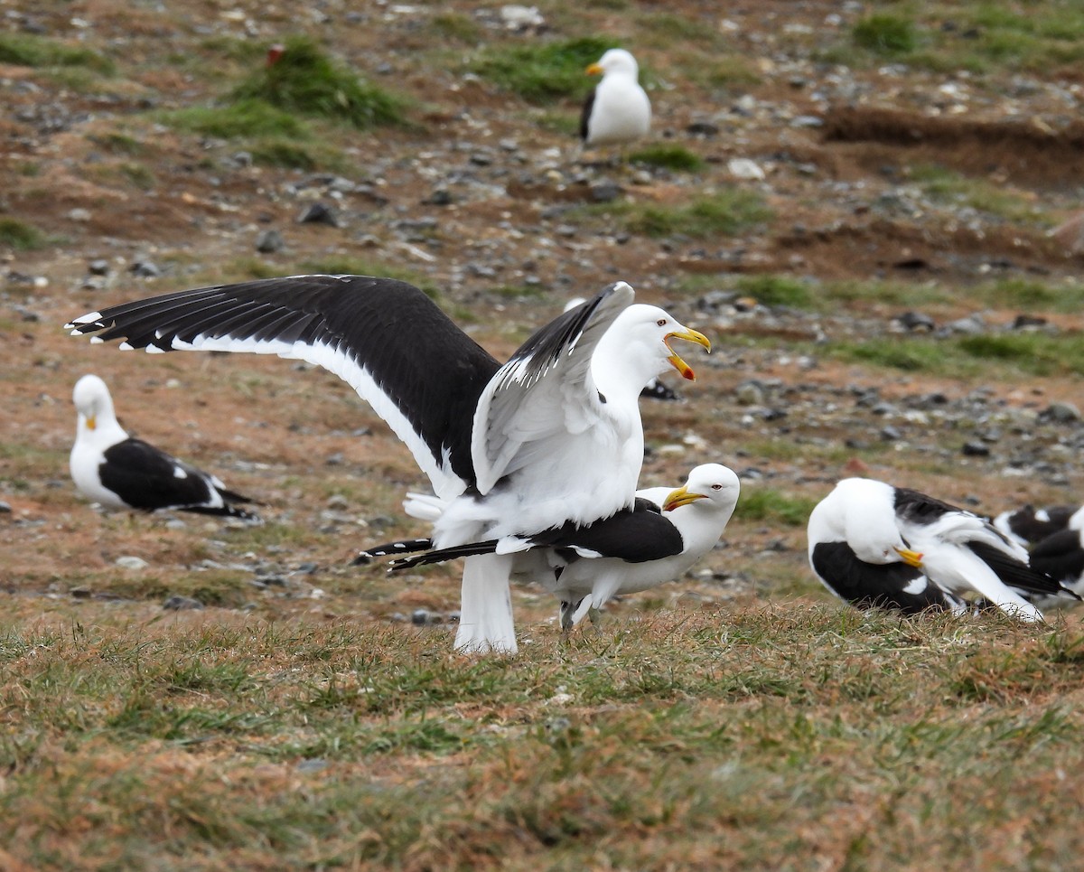 ミナミオオセグロカモメ - ML645617208