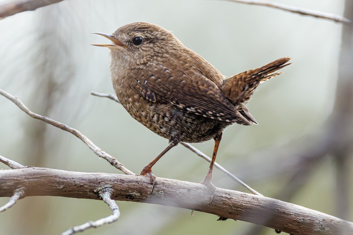 Winter Wren - ML645617209