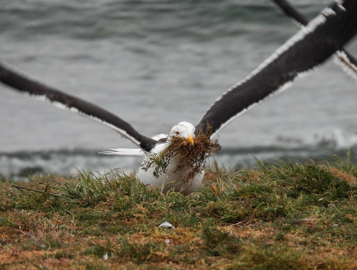 ミナミオオセグロカモメ - ML645617210