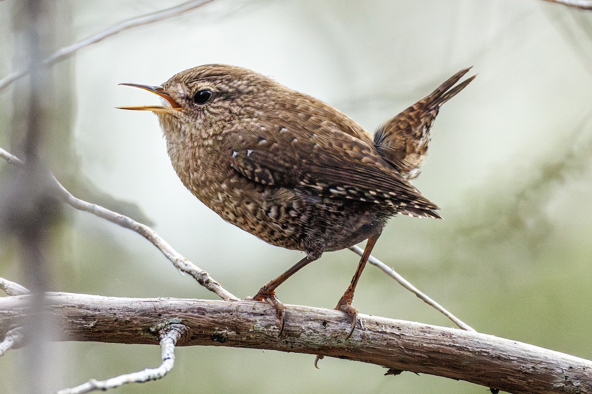 Winter Wren - ML645617211