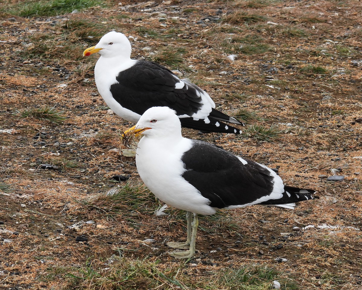 ミナミオオセグロカモメ - ML645617212