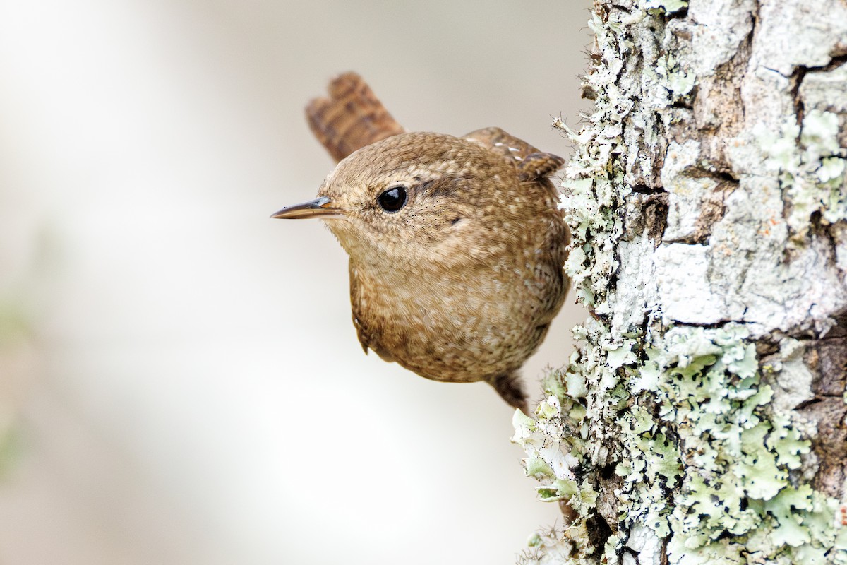 Winter Wren - ML645617213