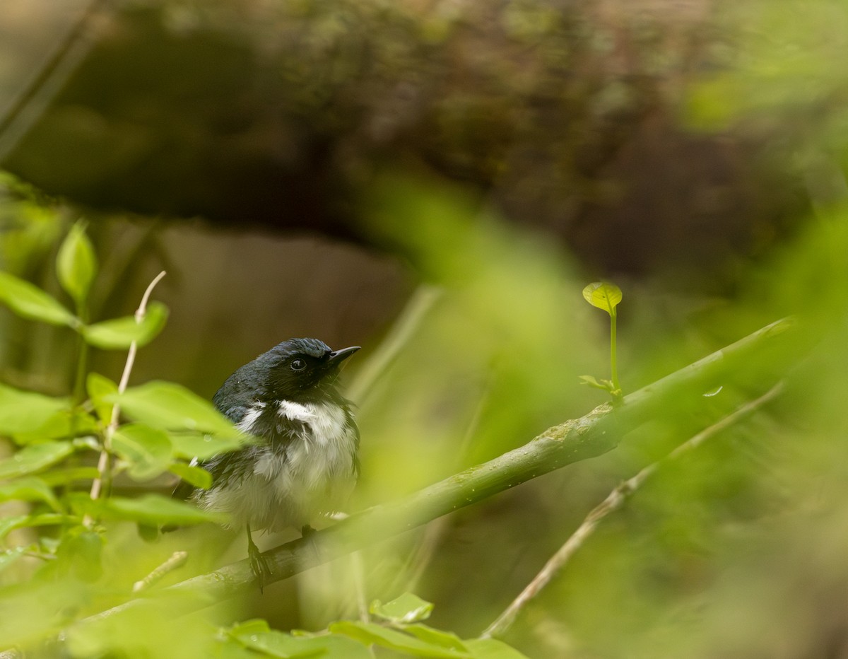 סבכון שחור-גרון - ML645617221