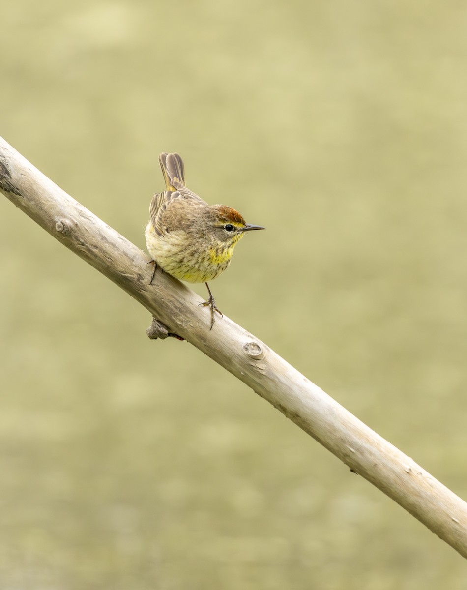 ヤシアメリカムシクイ - ML645617224