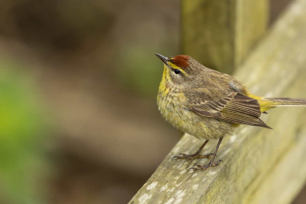 ヤシアメリカムシクイ - ML645617225