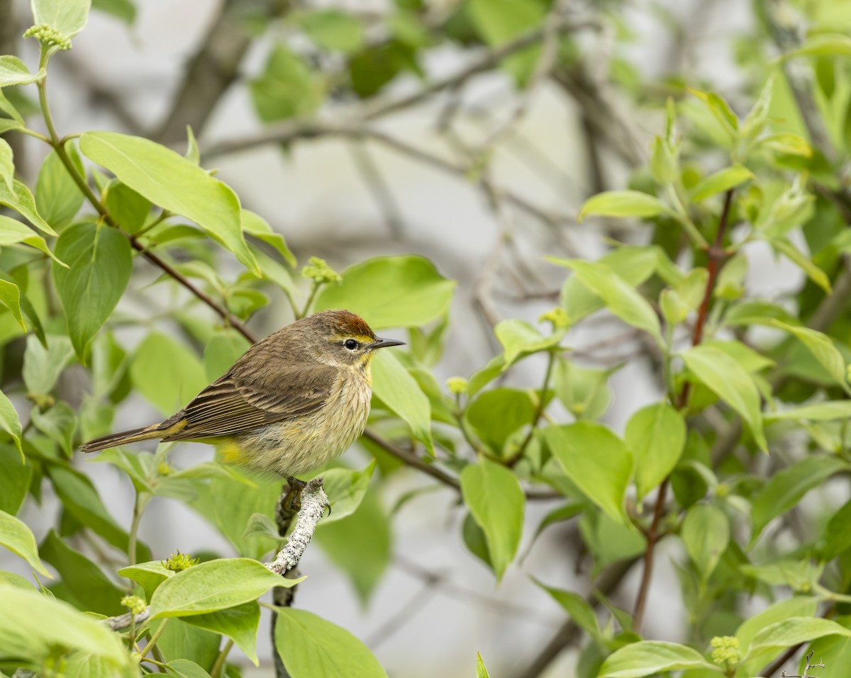 ヤシアメリカムシクイ - ML645617226