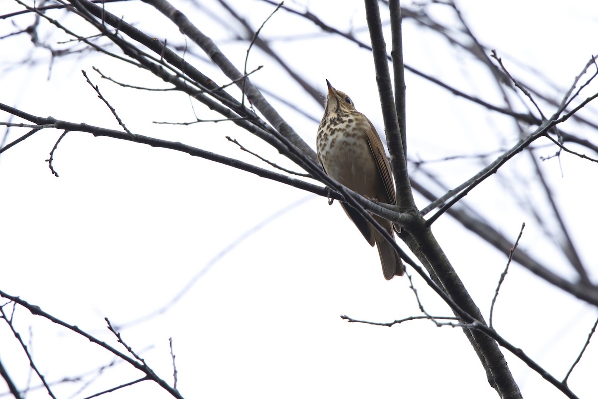 チャイロコツグミ - ML645617228